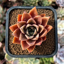 newplantys83.jpeg