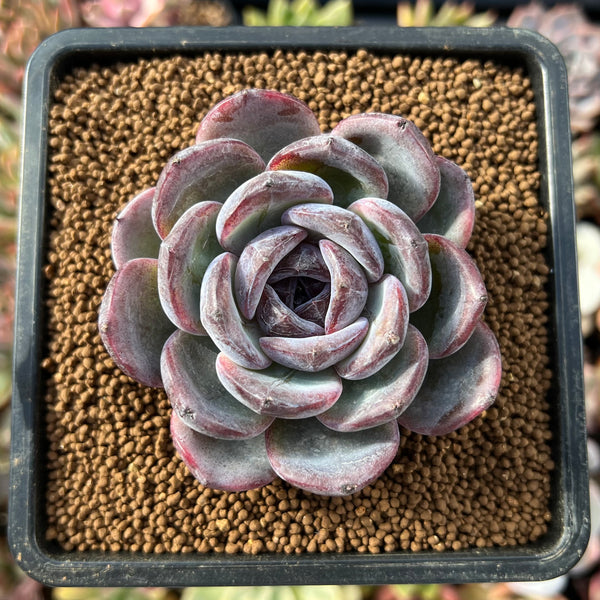 Echeveria 'Dark Opal' 2