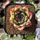 newplantys89.jpeg