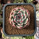newplantys8.jpeg