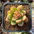 apple blossom succulent Echeveria 'Apple Blossom' 2" Succulent Plant – True Succulents Plant Co