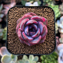 newplantys93.jpeg