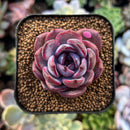 newplantys94.jpeg