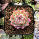 newplantys95.jpeg