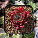 newplantys98.jpeg