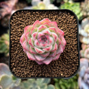 newplantys99.jpeg
