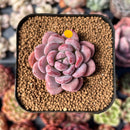 Echeveria 'Crystal Amber' 1"-2" Succulent Plant