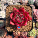 Echeveria Agavoides 'Talon' Red Form 1"-2" Changhee Seed-Grown Hybrid Succulent Plant