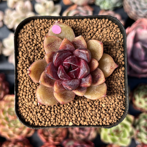 succulent: chocolate flava ii Echeveria 'Chocolate Mousse' 1