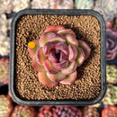 newsuccplant12.jpeg