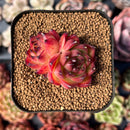 newsuccplant132.jpeg