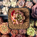 newsuccplant165.jpeg