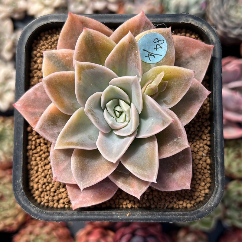 harry watson succulent Graptoveria 'Harry Watson' 2" Succulent Plant