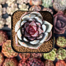 Echeveria 'Trumso' 1"-2" Succulent Plant