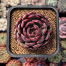 Echeveria 'Black Eyes' 2" Succulent Plant