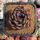 Echeveria 'Black Queen' Hybrid 2" Air Magic Seed-Grown Hybrid Succulent Plant