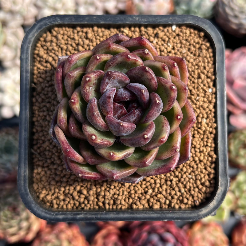 air magic succulents Echeveria 'Black Queen' Hybrid 2" Air Magic Seed-Grown Hybrid Succulent  Plant