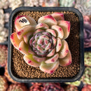 Echeveria 'Collection' 2" Succulent Plant