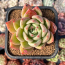 Echeveria 'Orange Champaign' 2" Succulent Plant