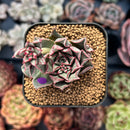 Echeveria 'Longissima' 1" Small Succulent Plant