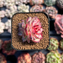 Echeveria 'Kakao Tips' 1" Succulent Plant