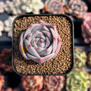 Echeveria 'Teirosa' 1" Succulent Plant