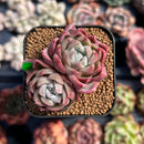 Echeveria 'Meisei' 1" Succulent Plant