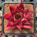 newsuccplant2.jpeg