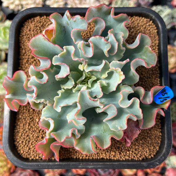 lady aquarius succulent Echeveria 'Aquarius' 3" Succulent Plant