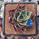 newsuccplant316.jpeg