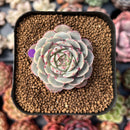 newsuccplant333.jpeg