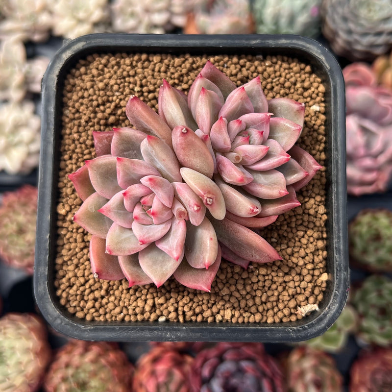 succulent plant news Echeveria 'Bonipica' 2" Succulent Plant – True Succulents Plant Co