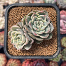 Echeveria 'Tinkerbell' Variegated 2" Succulent Plant