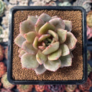 Echeveria 'German Champaign' 3" Succulent Plant