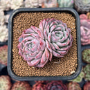 Echeveria 'Cream Rose' 2" Cluster Succulent Plant