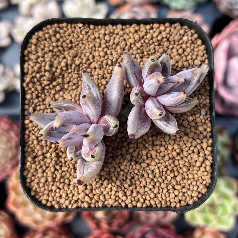 unguiculata succulent Echeveria Unguiculata 1