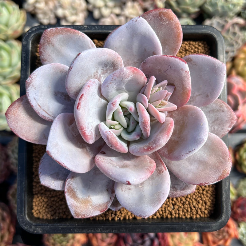 echeveria laui succulent Echeveria Laui 4