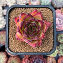 Echeveria Agavoides 'Orange Ebony' 1"-2" Succulent Plant