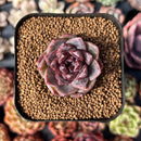 Echeveria 'White Soul' 1" Succulent Plant