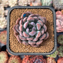 Echeveria 'Miro' 2" Succulent Plant