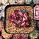 Echeveria Agavoides 'Haiku' 1"-2" Succulent Plant