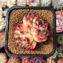Echeveria Agavoides 'Moonstone' 2" Succulent Plant
