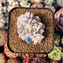 Echeveria 'Little Rose' Variegated 1" Cluster Succulent Plant