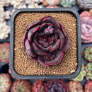 Echeveria 'Melodious' 2" Succulent Plant