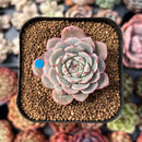 Echeveria 'Sweet Tree' 1" New Hybrid Succulent Plant