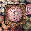 newsuccplant418.jpeg