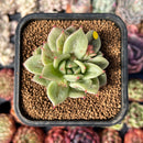 newsuccplant60.jpeg