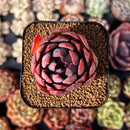 newsuccplant698.jpeg