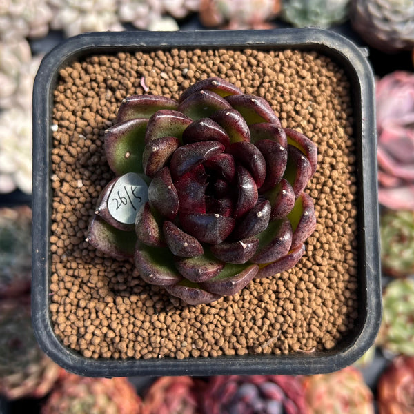 newsuccplant76_600x600_crop_ce