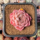 Echeveria 'Sea Dream' 2" Succulent Plant